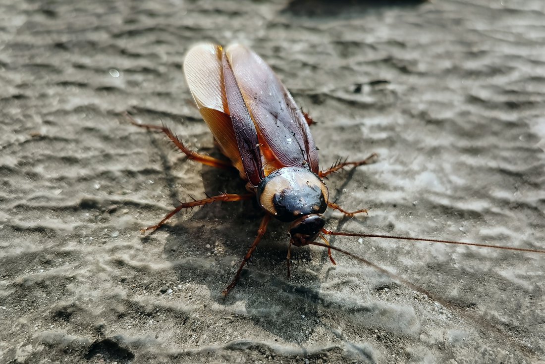 Insecte nuisible